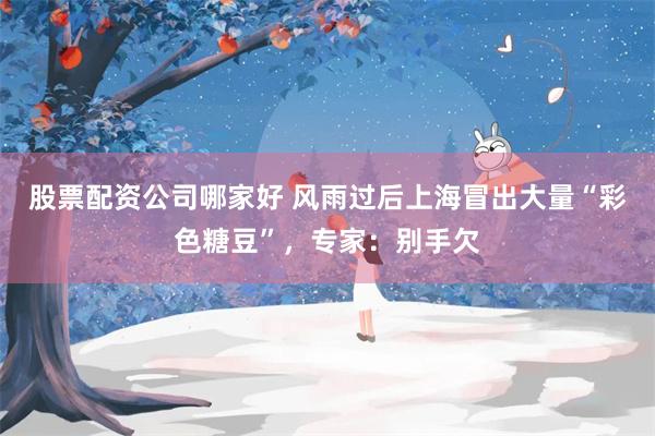 股票配资公司哪家好 风雨过后上海冒出大量“彩色糖豆”,专家:别手欠
