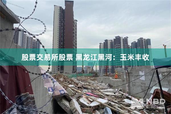 股票交易所股票 黑龙江黑河：玉米丰收